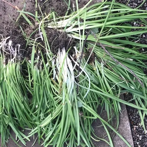 Wild onions