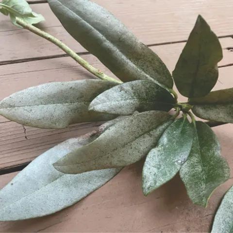 Rhododendron thrips damage