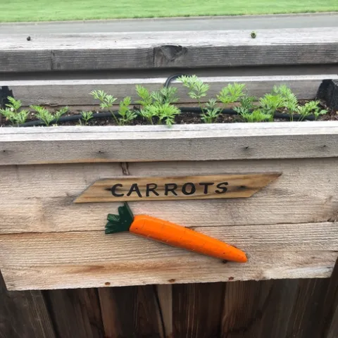 carrots
