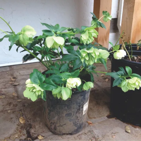 Hellebore plant