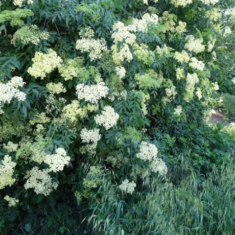 Elderberry flowers, Mike Flanner