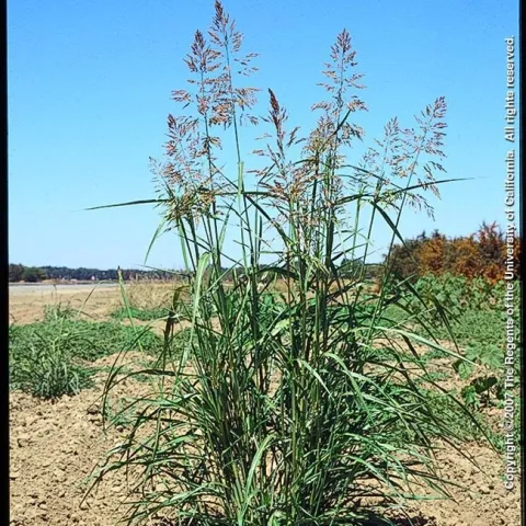 Johnsongrass, photo courtesy of J. DiTomaso, UCCE Weed Science Specialist.