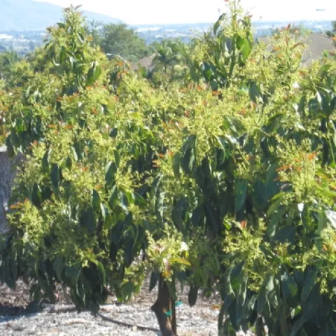 avocados in bloom