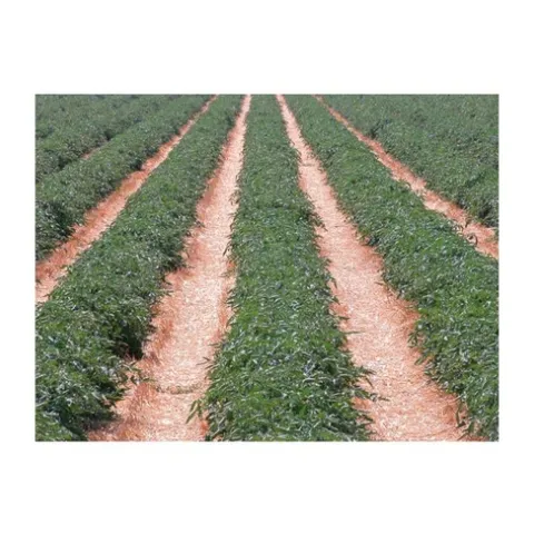 Tomatoes planted into cover crop surface mulch with reduced soil disturbance and cover, Firebaugh, CA