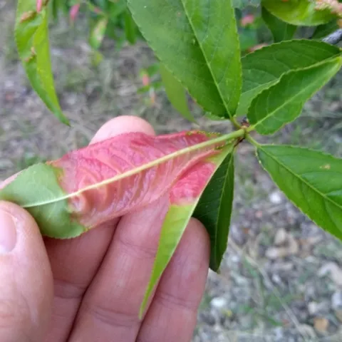 Scientist's hand showing the underside of a peach leaf, showing the pink color.