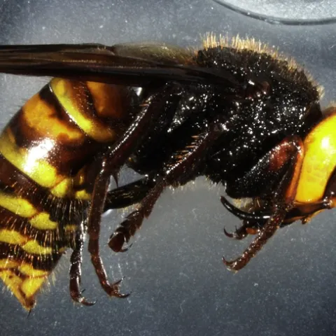 An Asian giant hornet from Blaine, Wash., to be published n the journal, Insect Systematics and Diversity. (Photo by Allan Smith-Pardo of the USDA)