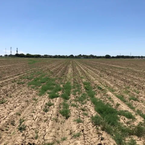 tumbleweed seed dispersal Hanson