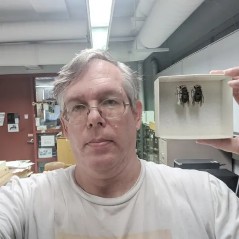 Entomologist Doug Yanega of UC Riverside shows two Asian giant hornets, one of which is from the colony detected and killed on Vancouver Island, British Columbia. He was sought out to identify the species.