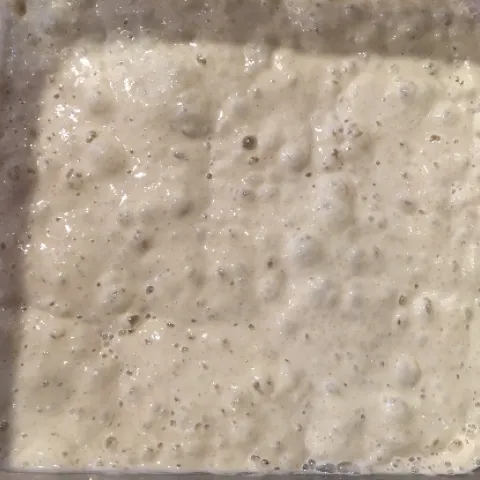 Well fed sourdough starter showing bubbles