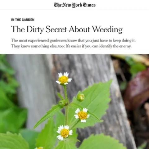 The New York Times article "The Dirty Secret About Weeding" by Margaret Roach.