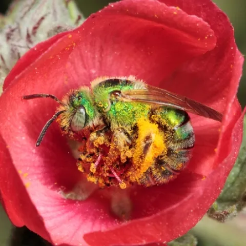 Agapostemon texanus, a native pollinator of avocados. Photo by Rollin Coville.