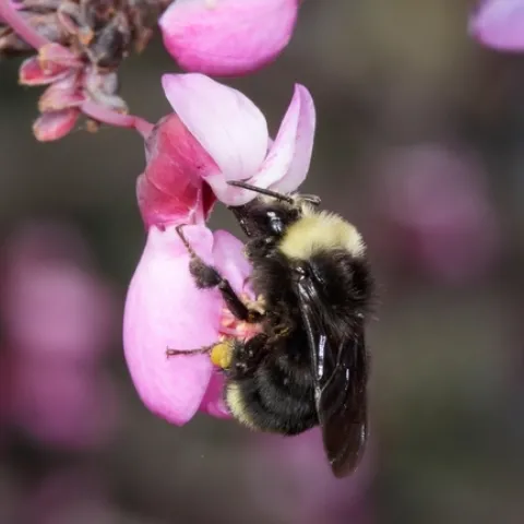 bombus vosnesenski Coville