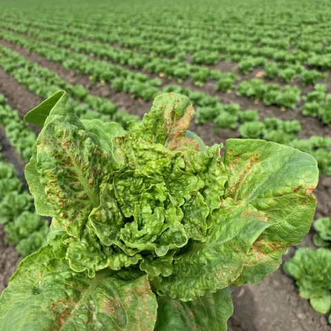 INSV infected romaine lettuce with necrosis on older leaves (photo credit: Daniel Hasegawa).