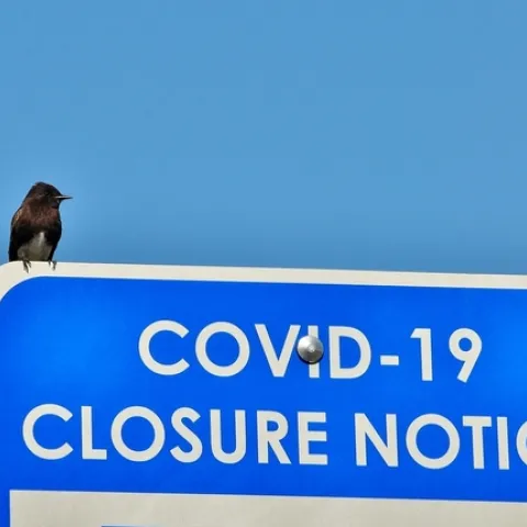 Certified Naturalist, Diego Tamayo (diego4nature), uploaded this shot of a Black Pheobe during the Los Angeles County City Nature Challenge 2020