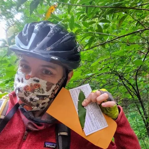 SOD Program Coordinator Kerry Wininger collects California Bay Laurel leaves for the Sudden Oak Death Blitz by bicycle while social distancing and wearing a mask made by SOD Specialist Master Gardener Janet Calhoon