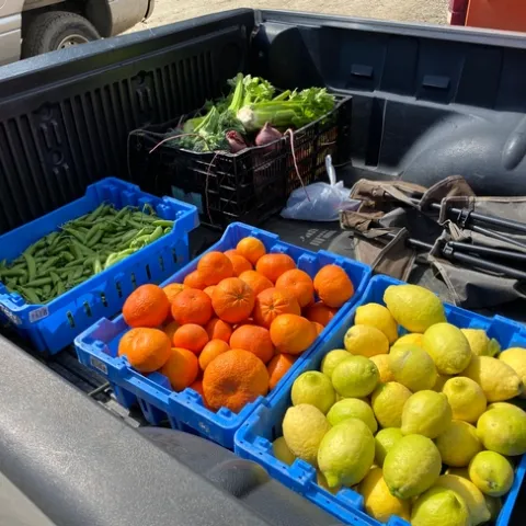 Fruits and vegetables harvested at UC HAREC in Santa Paula were donated to local families.