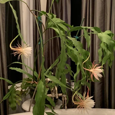 Queen of the Night (photo by Jeanine McAnaney)