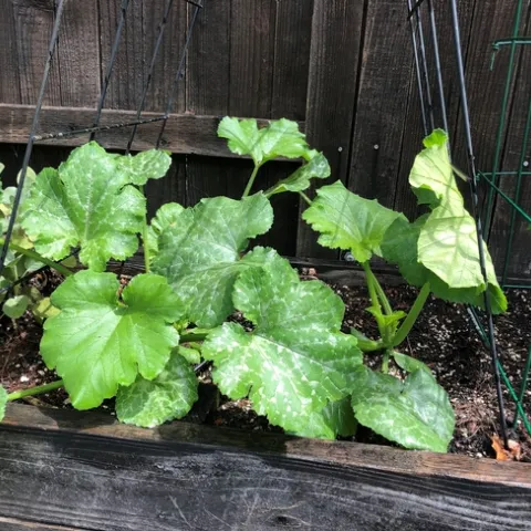 photos by Melinda Nestlerode