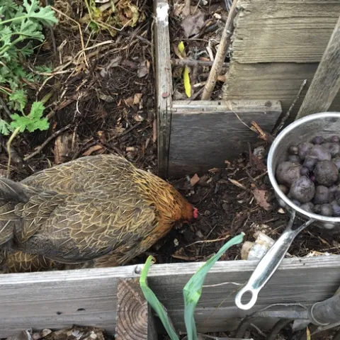 photo by Tina Saravia