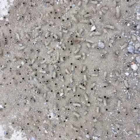 digger bee colony tunnels