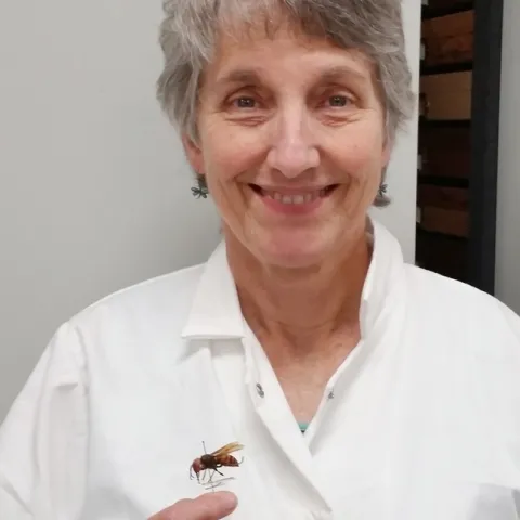 Lynn Kimsey, director of Bohart Museum of Entomology, UC Davis, with an Asian giant hornet specimen. This one is a queen and measures about 1.5 inches in length.
