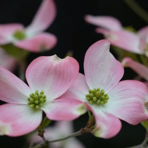 Pink dogwood blossoms (laura-ockel-unsplash)
