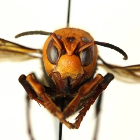 Asian giant hornet (Courtesy WA Dept of Ag)