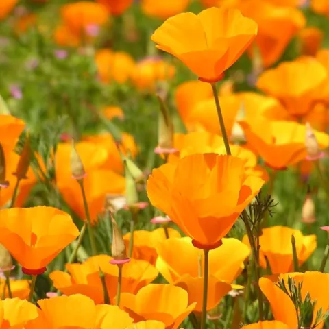California poppy, friend or foe? (Twitchell, UC Botanical Garden)