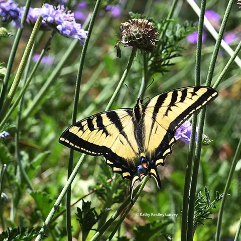 The Western Tiger Swallowtail, Papilio rutulus, foraging in the Ruth Storer Garden in the UC Davis Arboretum and Public Garden. (Photo by Kathy Keatley Garvey)