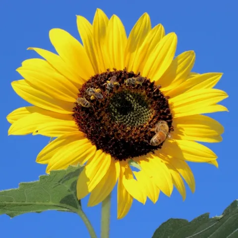 Sweat bees and a honey bee together on a sunflower