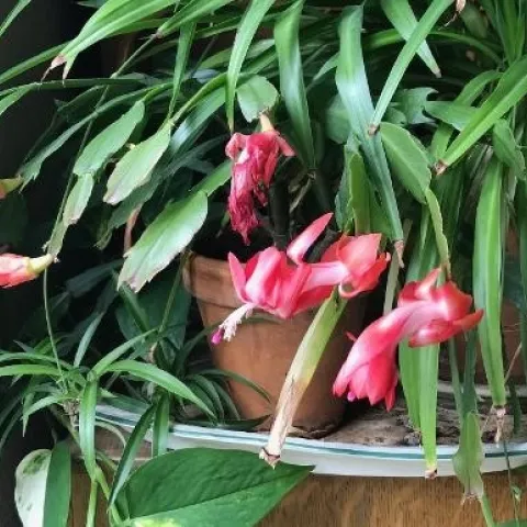 photos by Karen Metz