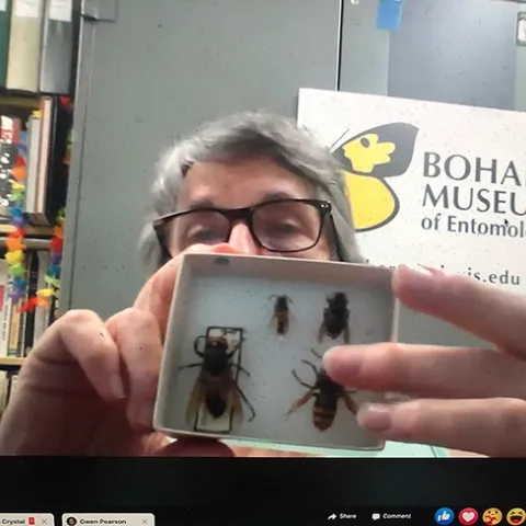 Wasp expert Lynn Kimsey, director of the Bohart Museum of Entomology, UC Davis, shows an Asian giant hornet specimen during the virtual open house May 22.