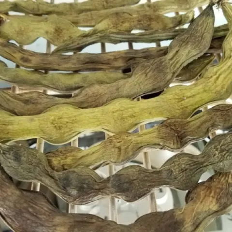 Fava beans drying in pods, J Alosi