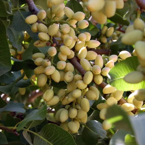 Pistachios growing at the UC Kearney Agricultural Research and Extension Center.