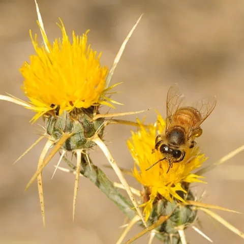 A honey bee foraging on yellow starthistle, a weed farmers hate but beekeeper, honey enthusiasts and mead makers love. (Photo by Kathy Keatley Garvey)