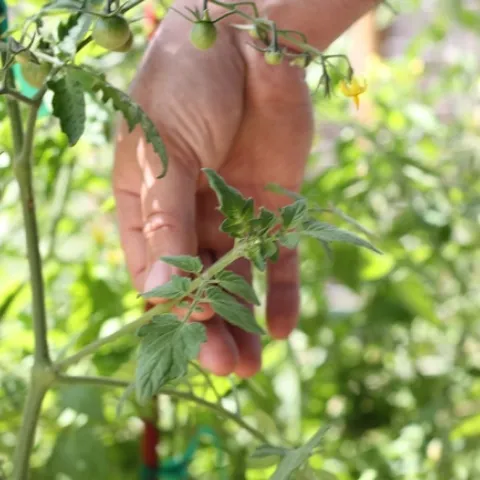 Sucker-all photos by Brie Russell