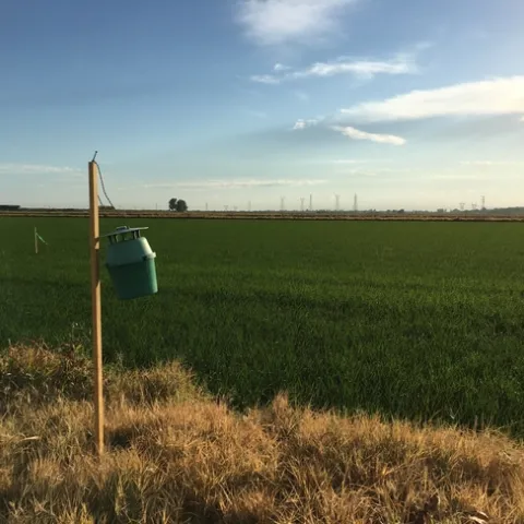 Figure 1. Pheromone bucket traps catch true armyworm and western yellowstriped armyworm moths.