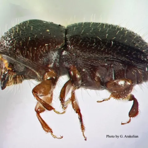 adult ishb (photo by G. Arakelian)