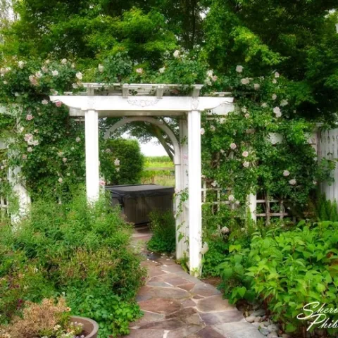 Rose Arbor