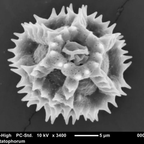 spiny pollen