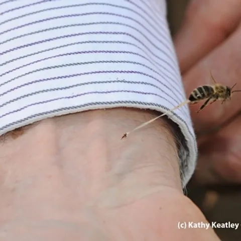 Can bee venom therapy have a role in treating COVID-19 patients? That remains to be seen or studied. This image shows a bee sting in action. (Photo by Kathy Keatley Garvey)