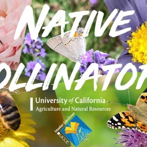 thumbnail image001 native pollinators