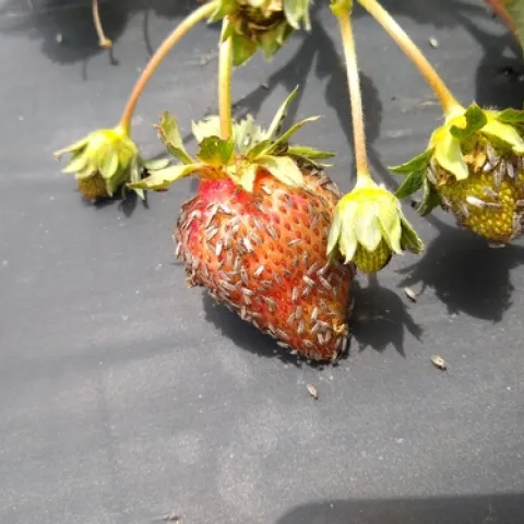 False chinch bugs aggregating on strawberry fruit. Photo courtesy Amber Schat.