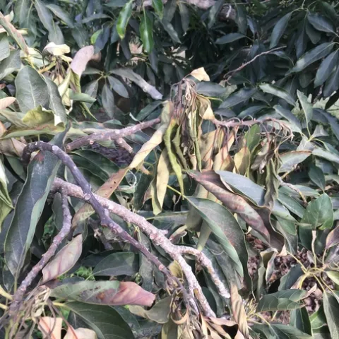 heat damage to avocado leaves