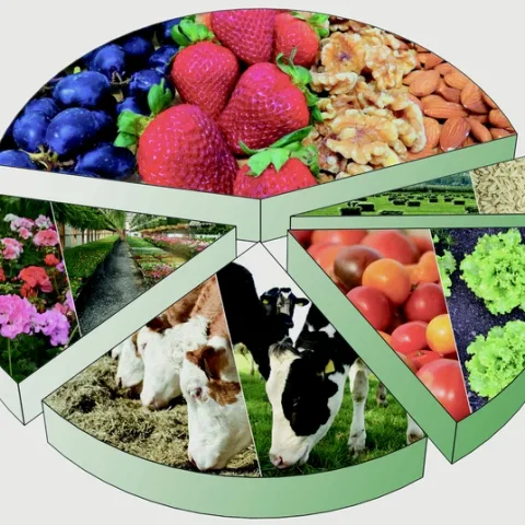 New report examines the impact of the coronavirus pandemic on food system and what the future holds for California's cattle, dairy, produce, strawberry, tomato, nut and wine industries.