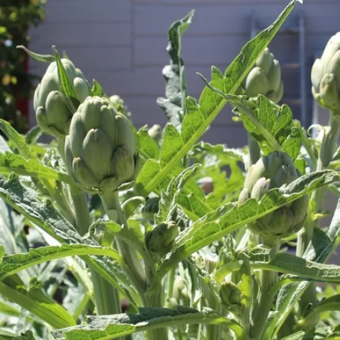 photo by Brenda Altman