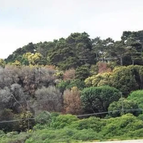 Tanbark oaks killed by Phytophthora ramorum. (Credit: P Svihra)
