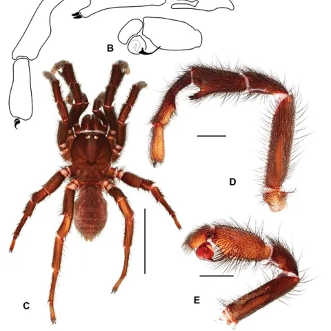 This is male of the species of a new genus of trapdoor spiders that UC Davis professor Jason Bond discovered in Monterey County. Bond proposes to name the genus, Cryptocteniza, part of which means “hidden or secret.” (Image by Jason Bond)