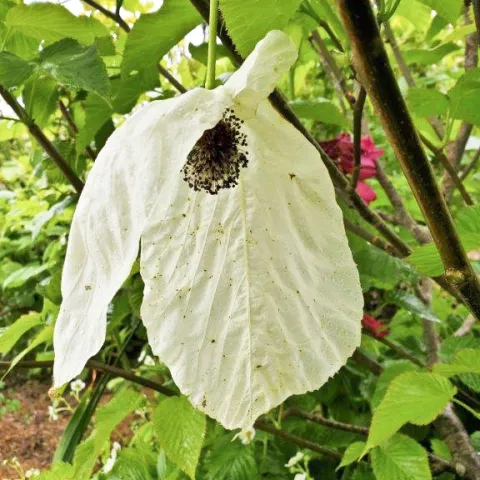 Davidia involucrata