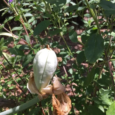 Iris seed pod. photo by Jennifer Baumbach